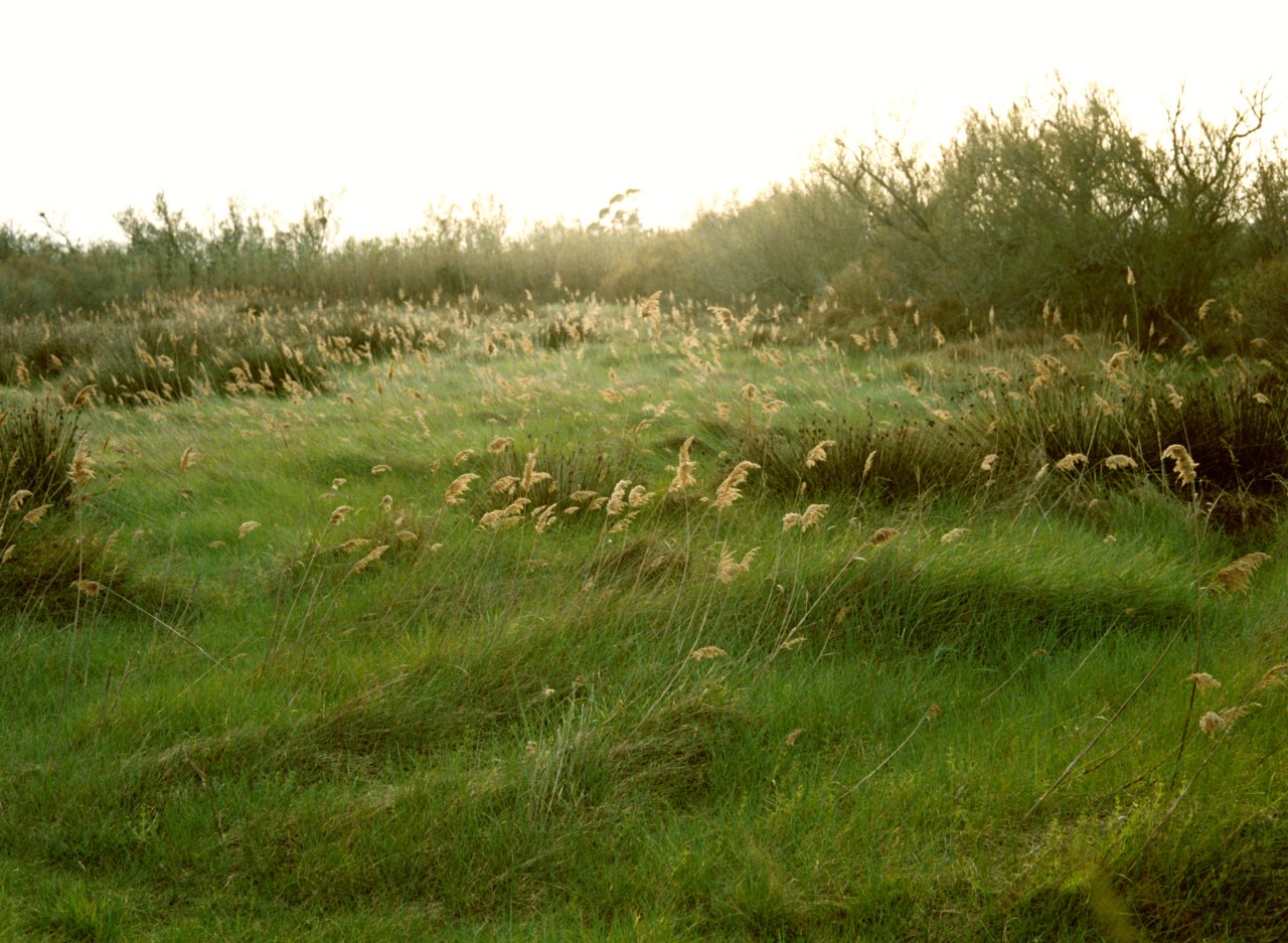 The sun shines on a grassy meadow with yellow flowers.