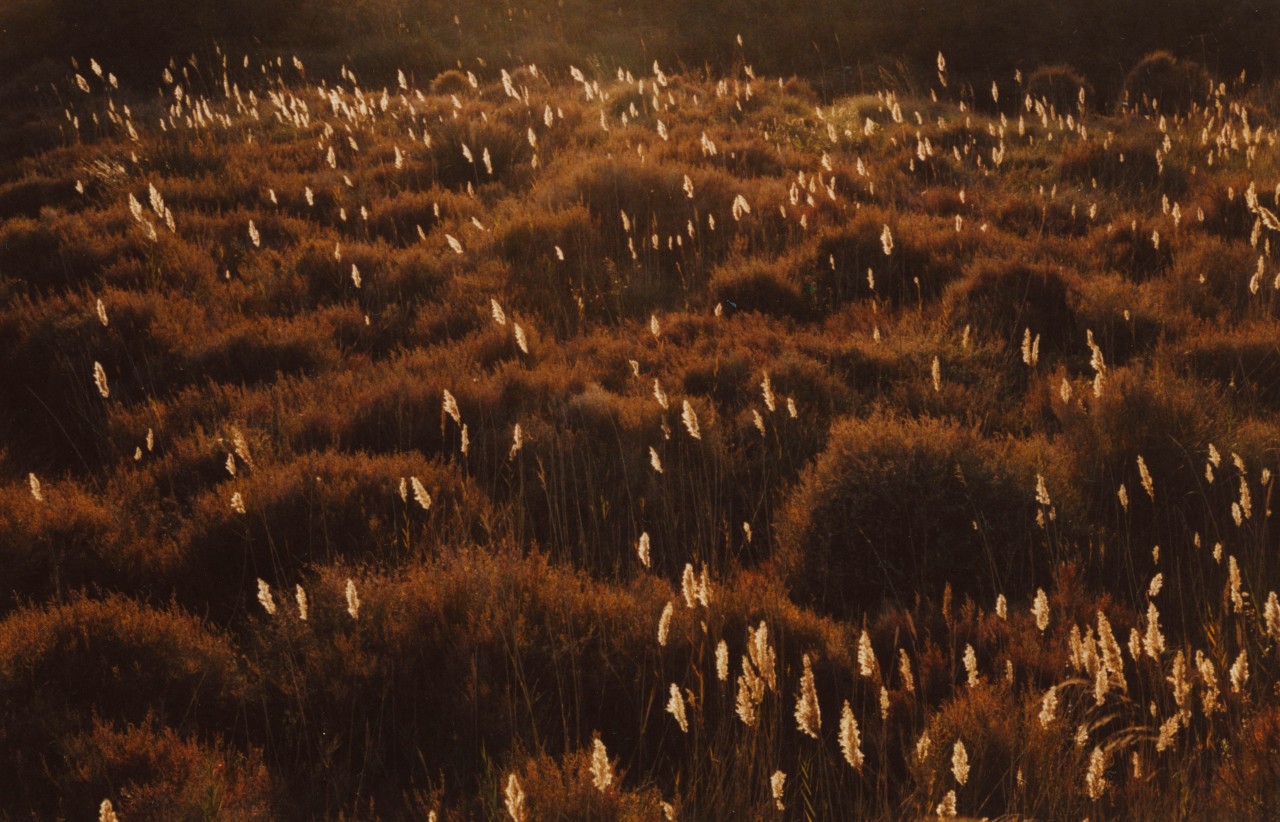Golden flowers flicker with light in an otherwise shadowy meadow.