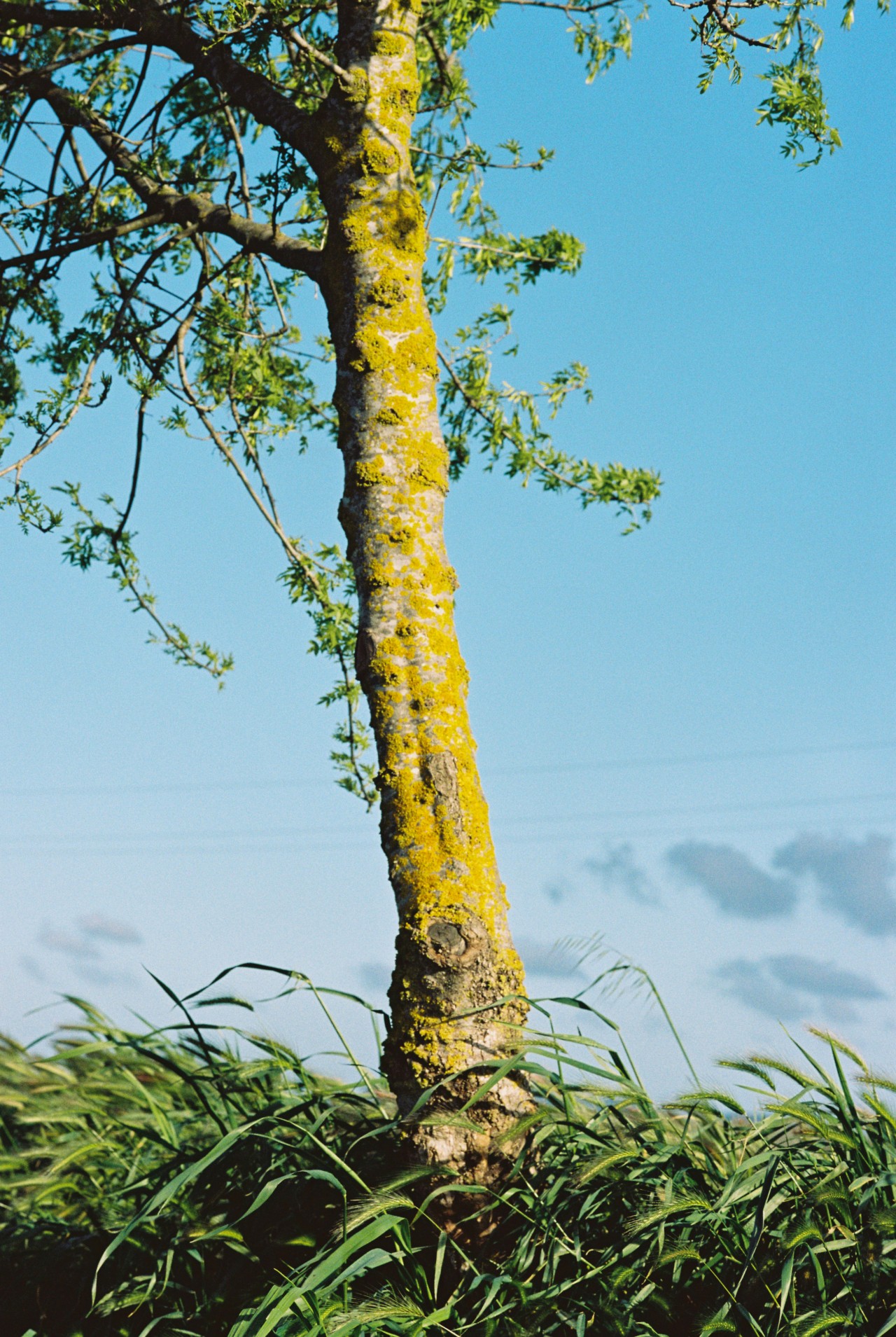 A single tree stands tall in the grass, the blue sky behind it.