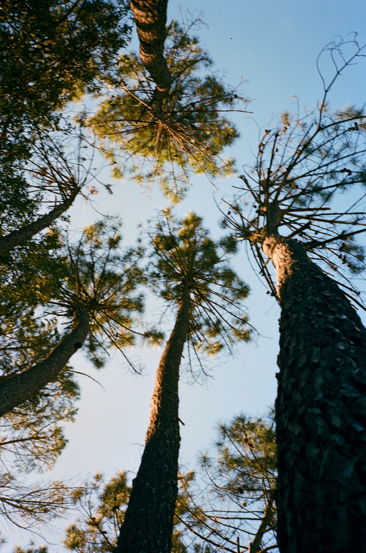 A low perspective of a circle of tall trees standing tall in the sky.