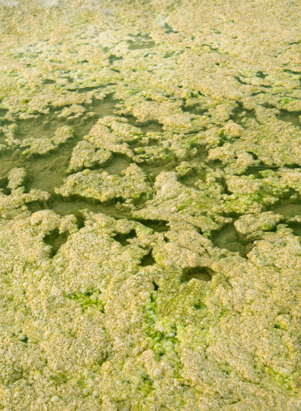 A swamp covered with bright green moss.