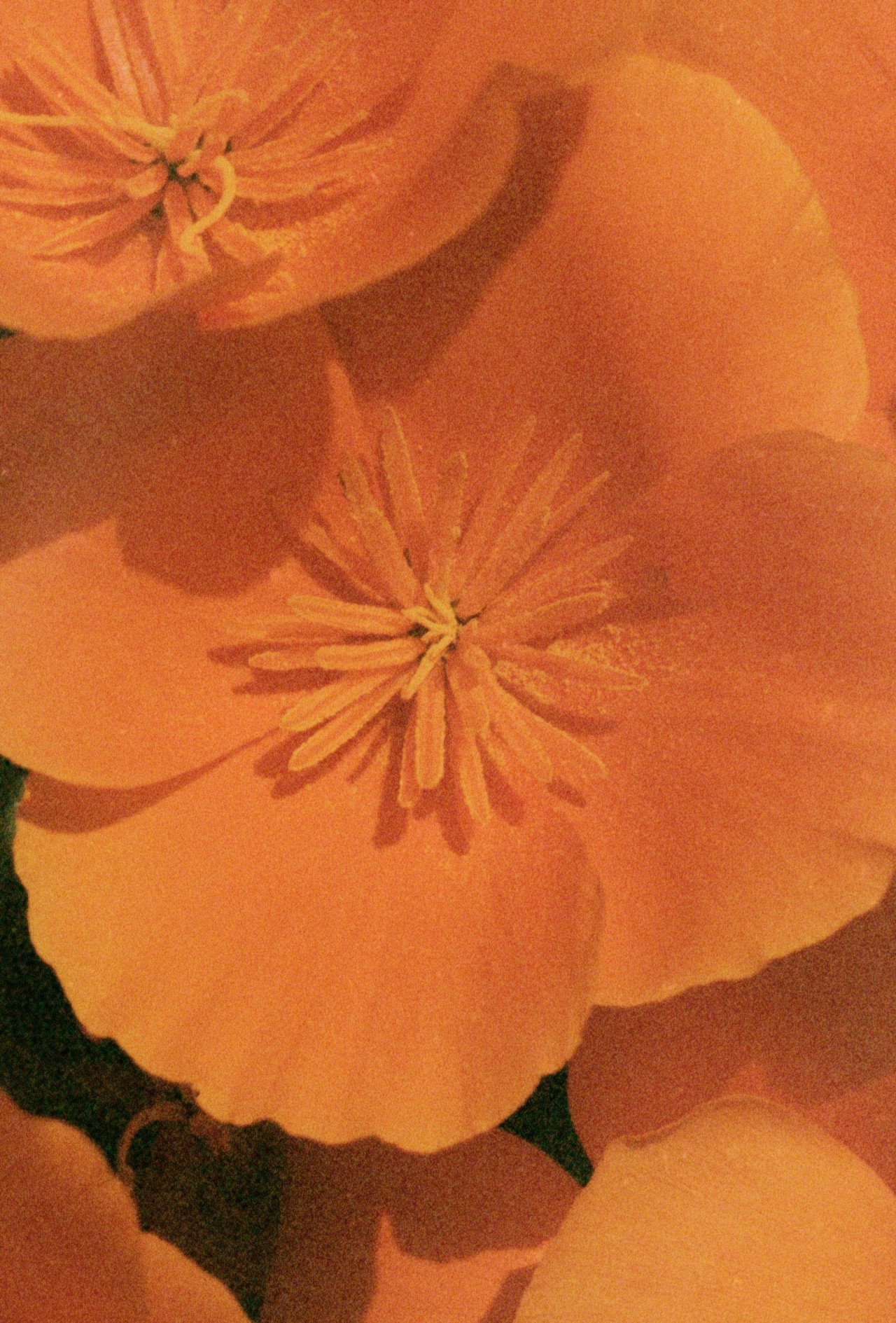 A close up of a California poppy.