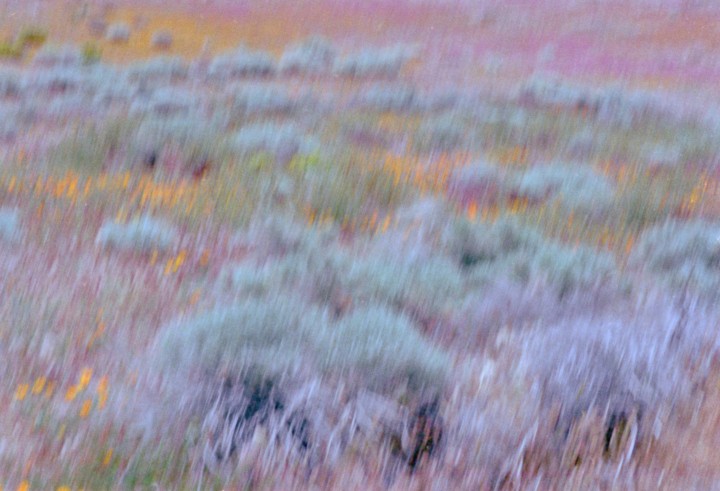 A blurry shot of a colorful field of wildflowers.