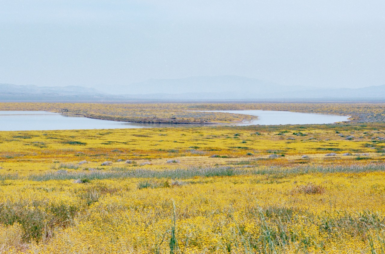A field of yellow wildflowers with a small body of water in the middle.