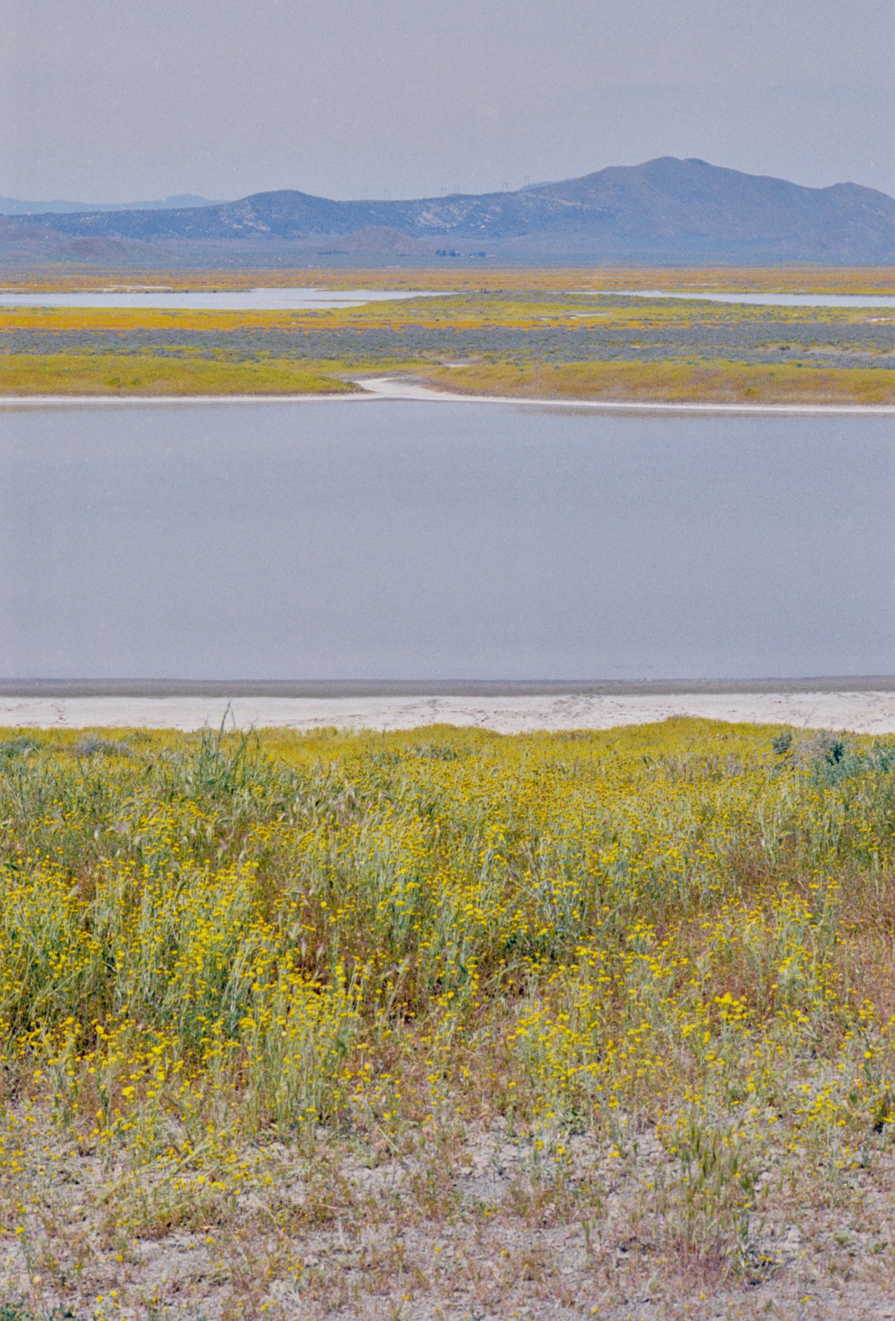 A field of yellow wildflowers with a lake in the middle and mountains in the distance.