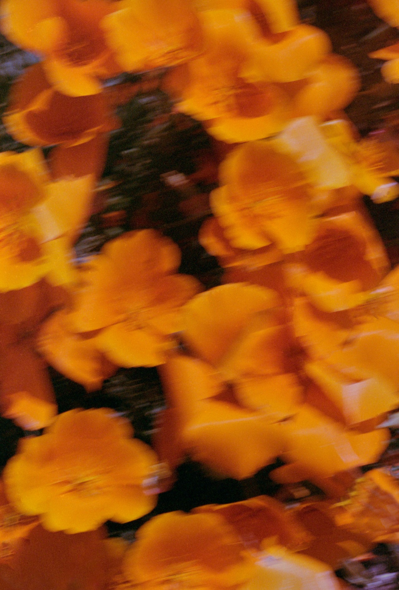 A blurry shot of orange California poppies.