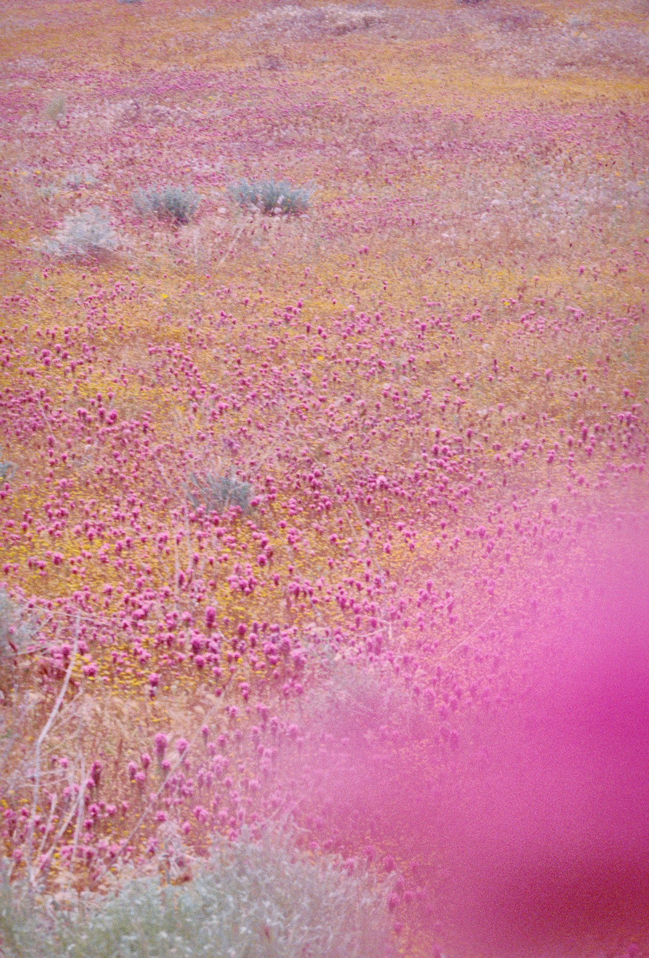 A field of pink wildflowers.