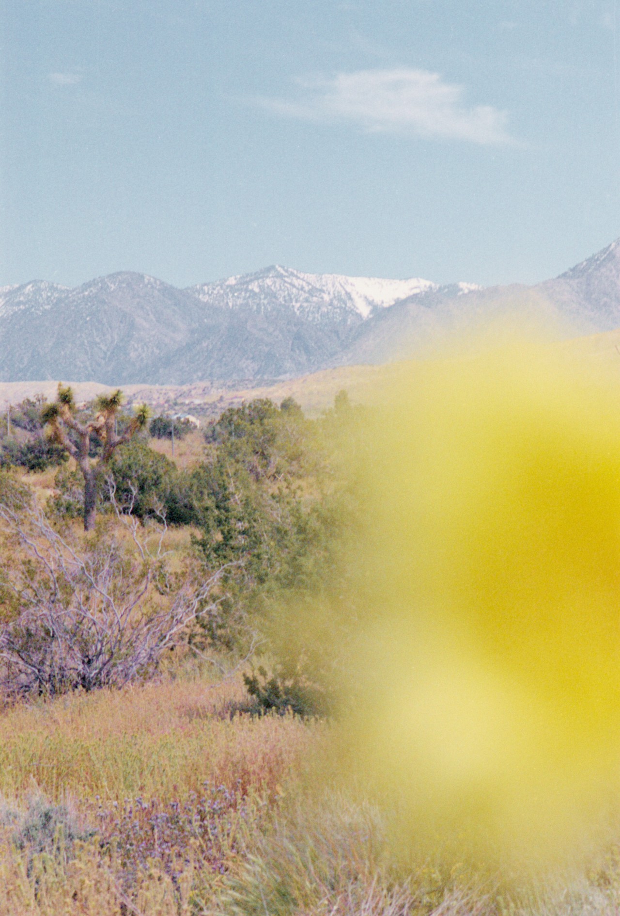 A grassy field of trees and brush with snow capped mountains in the background.
