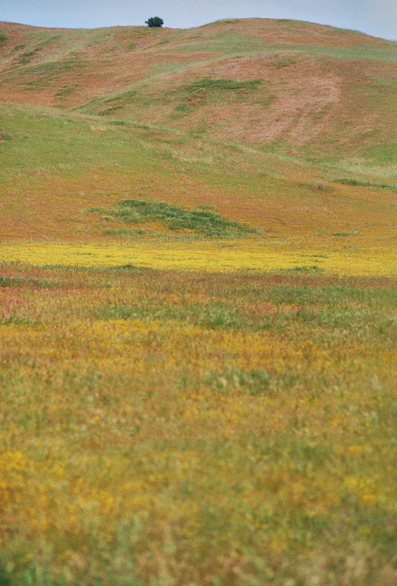 A grassy hillside filled with yellow wildflowers.