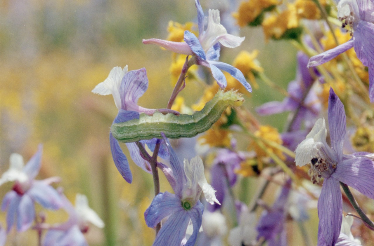 A close up of a purple and yellow flower.