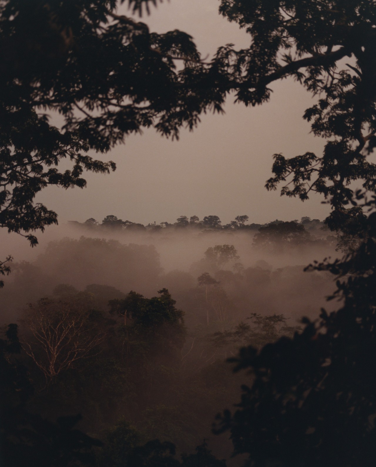 A shot of the amazon forest from the trees above, the cloudy sky in the distance.