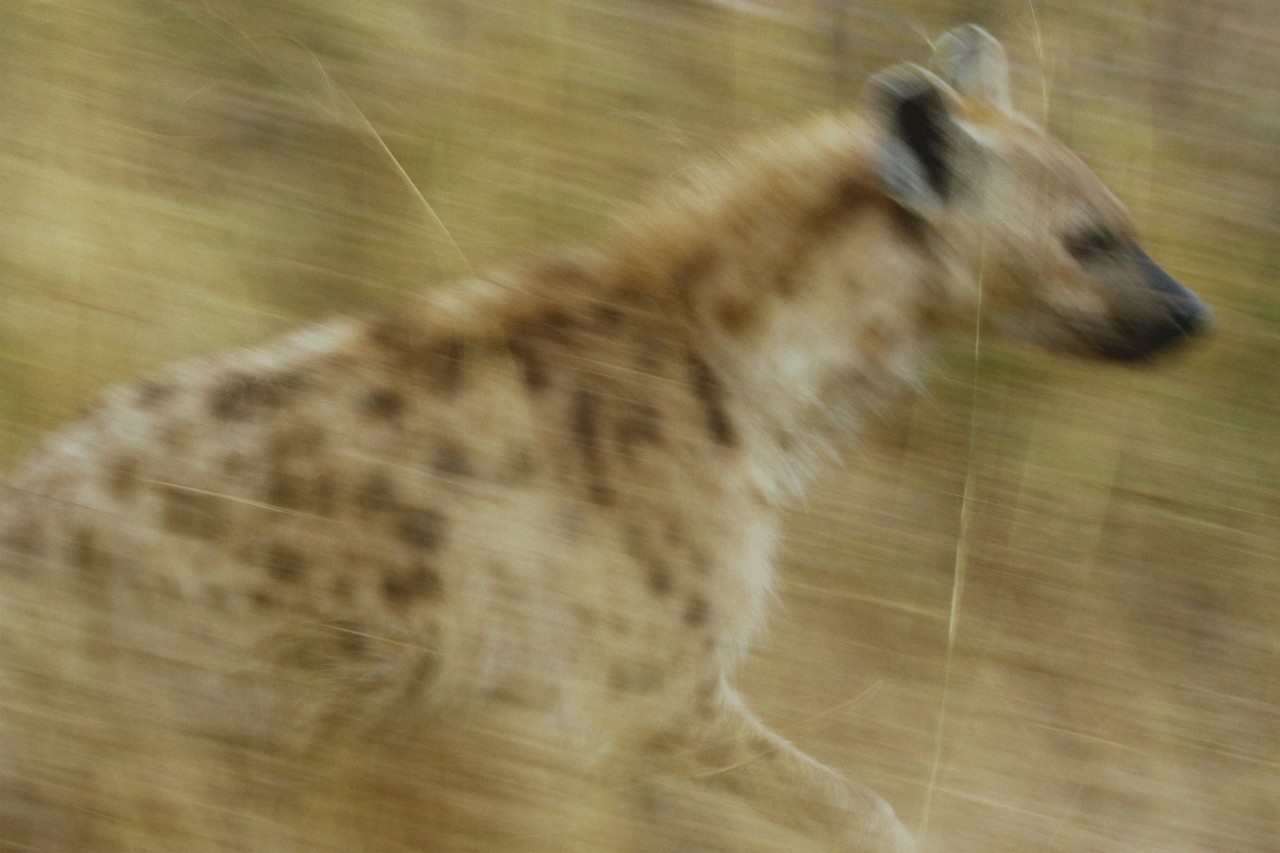 A blurry shot of a hyena running through the grass.