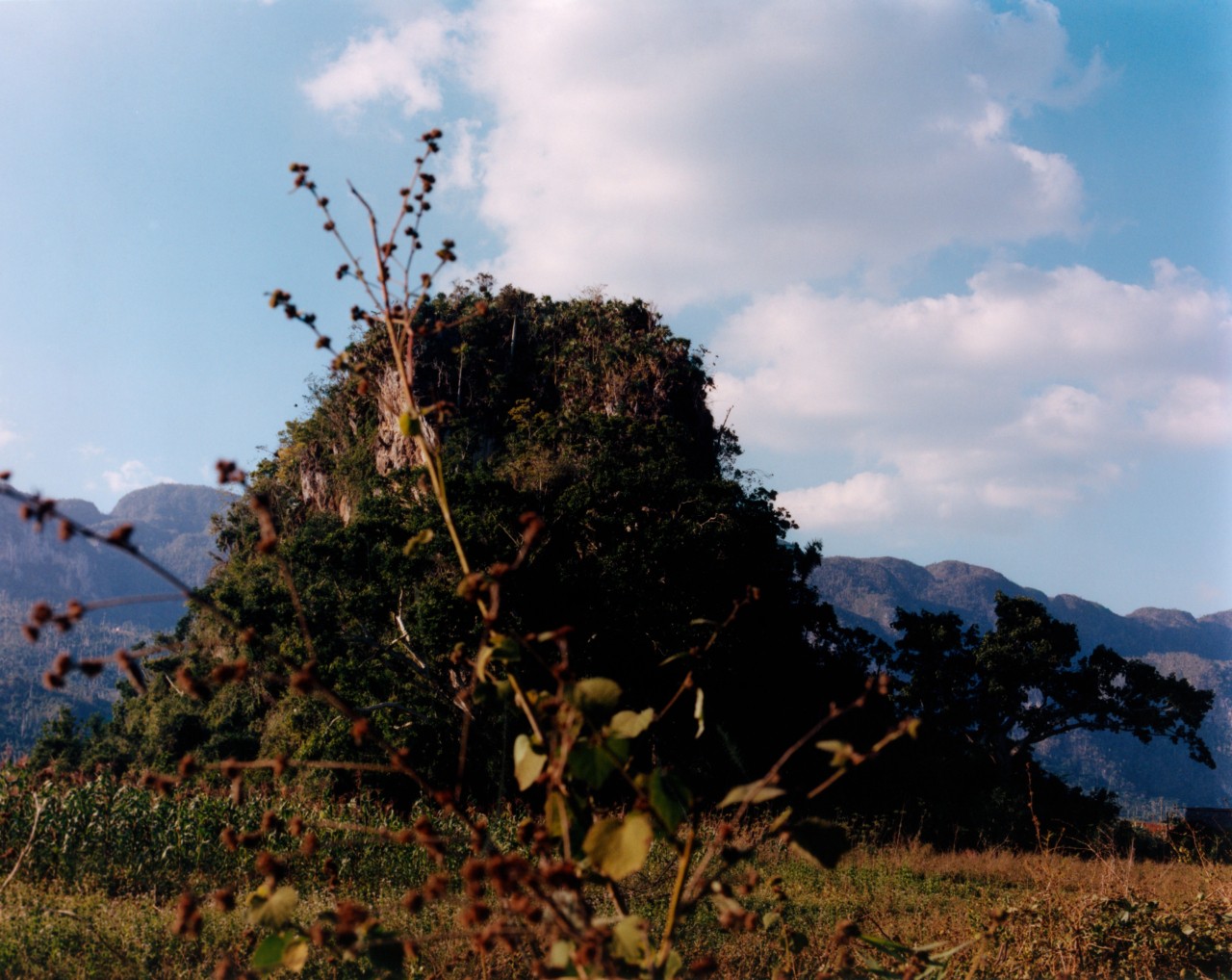 A large green bush sits in the middle of the grasslands of Cuba.