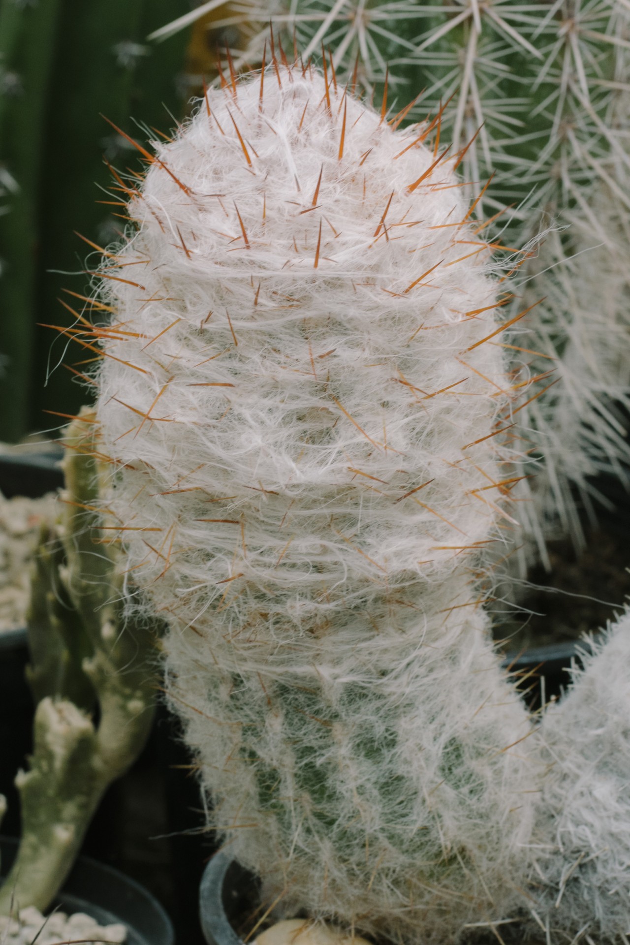 A phallic looking green cactus stands erect amongst nature, wrapped in white fur with orange spikes on top.