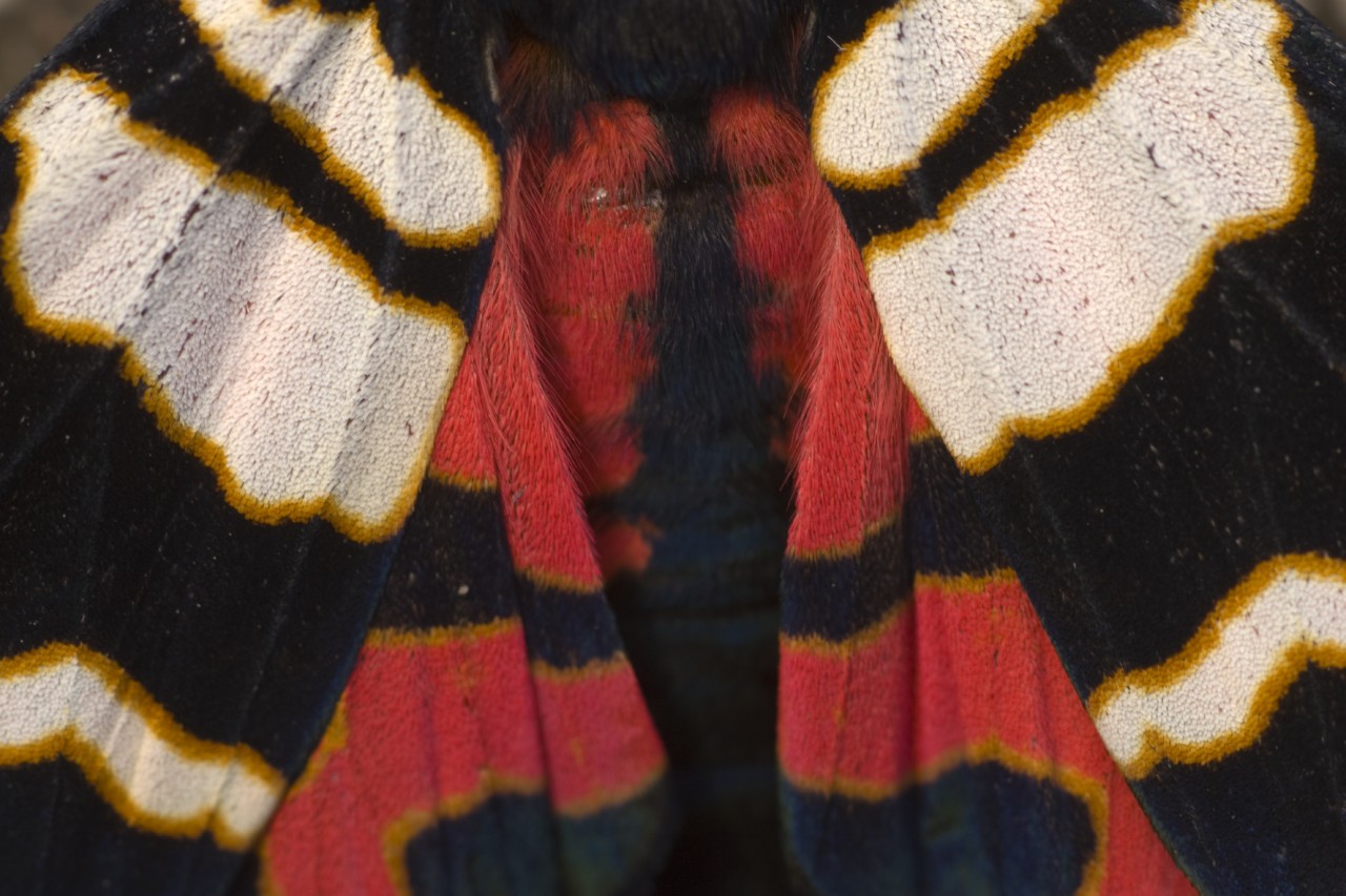 Close up of a red, white, and black moth.