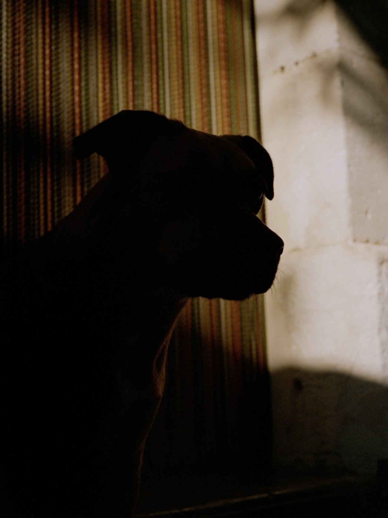 The shadow of a dog sitting in a room looking forward.