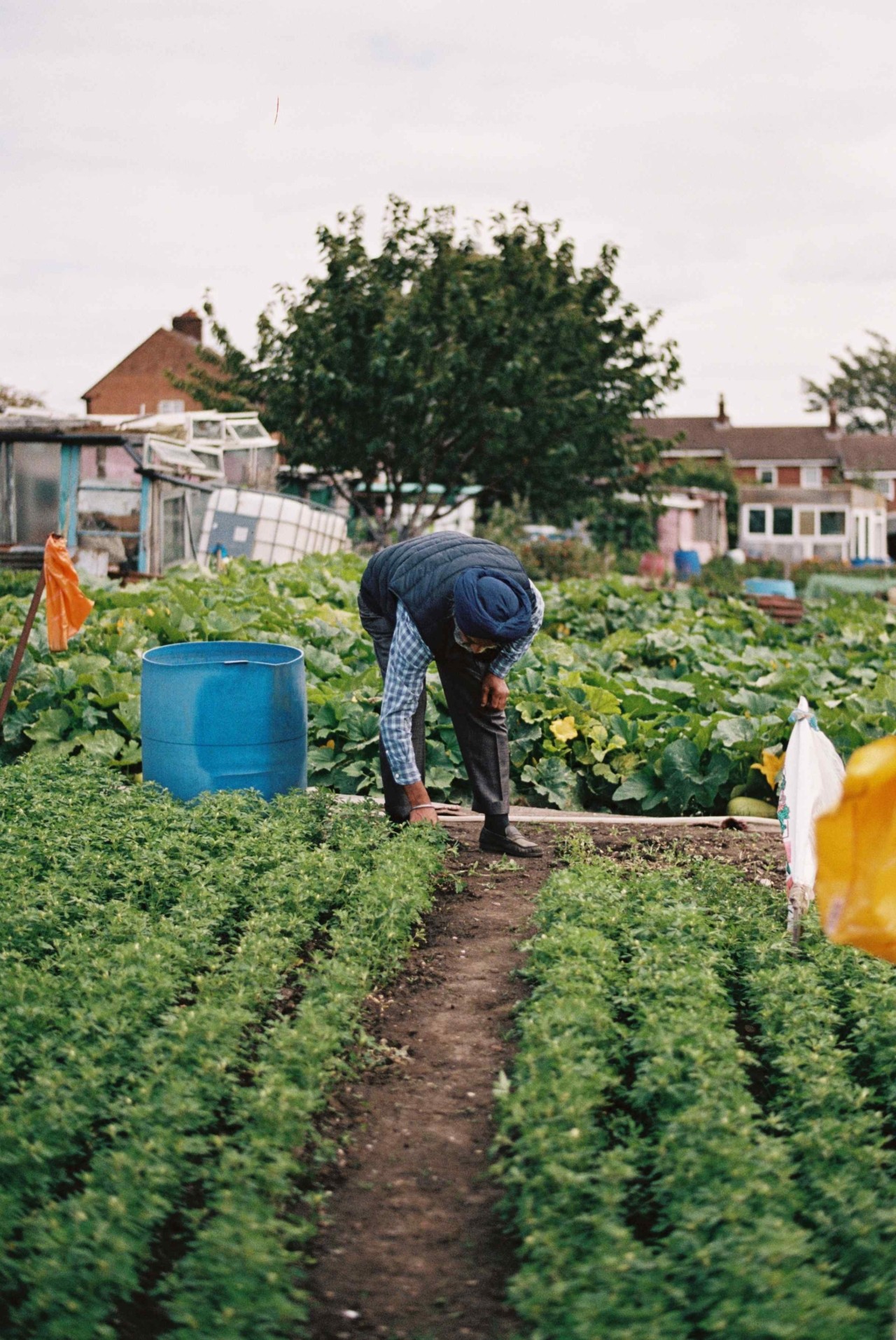 A Punjabi Sikh farmer bends down to tend to a row of crops.