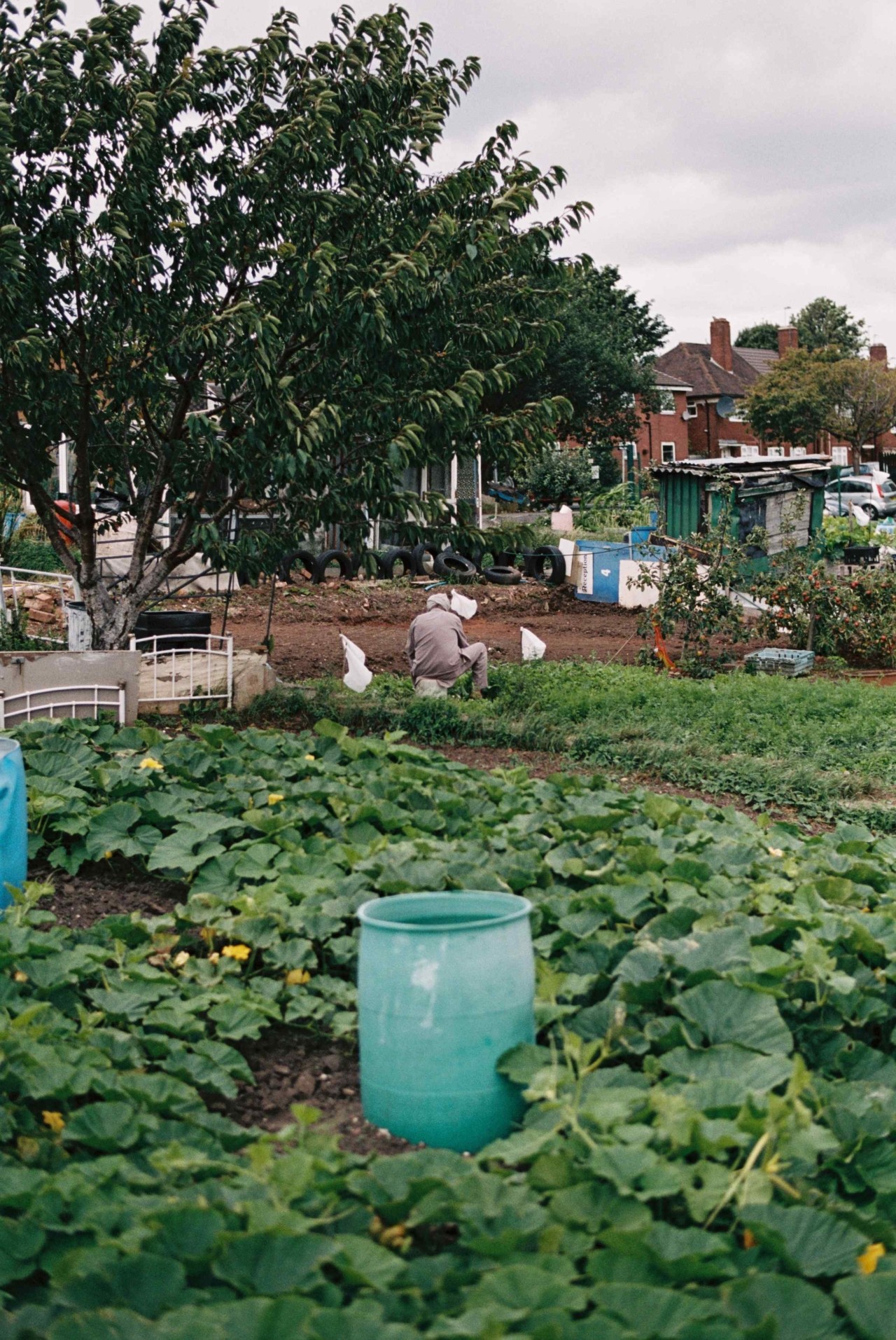 A farmer is sitting down in a field of leafy green crops facing away from the camera.