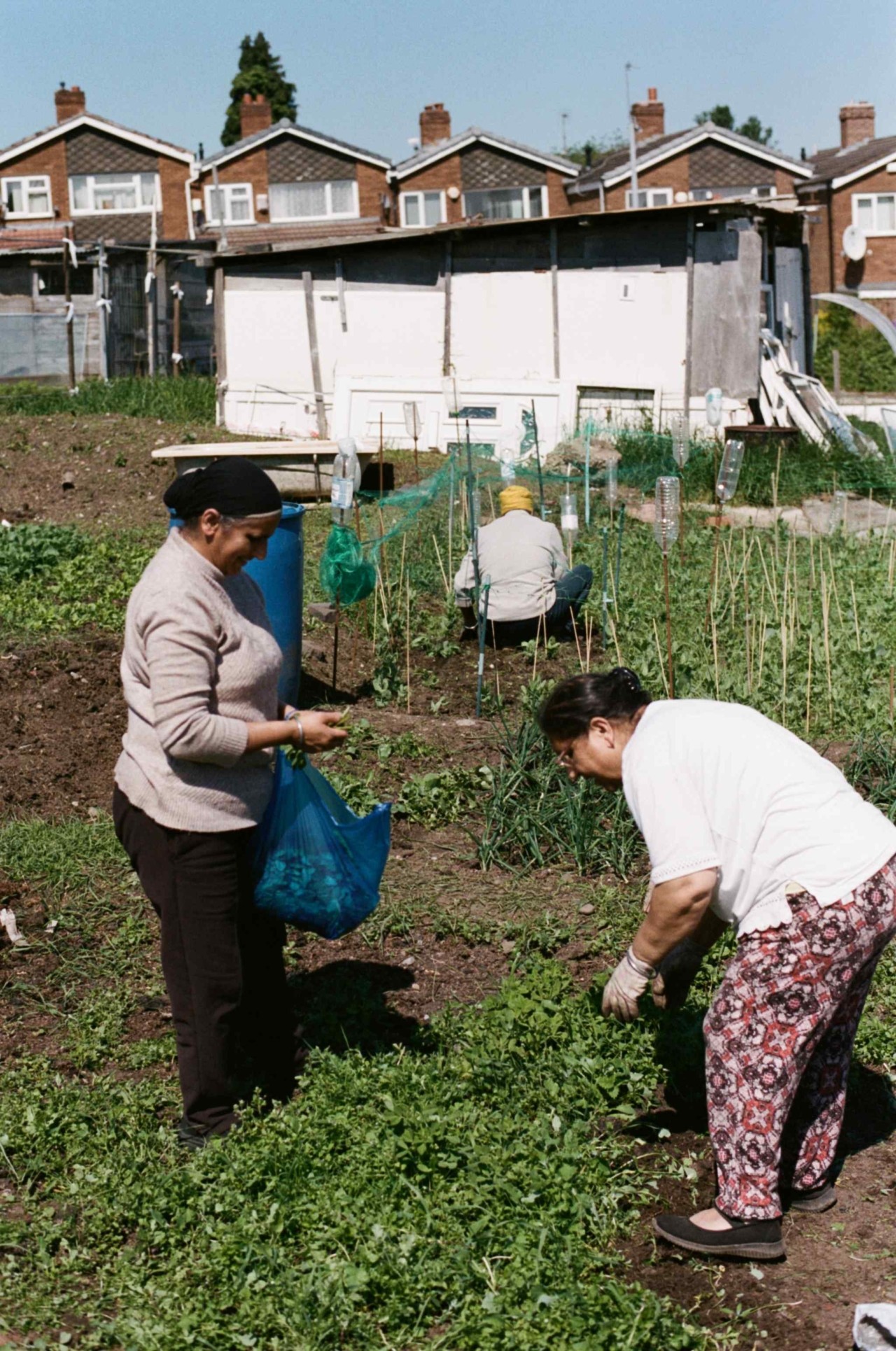 Three Punjabi Sikh farmers clean up a farm.
