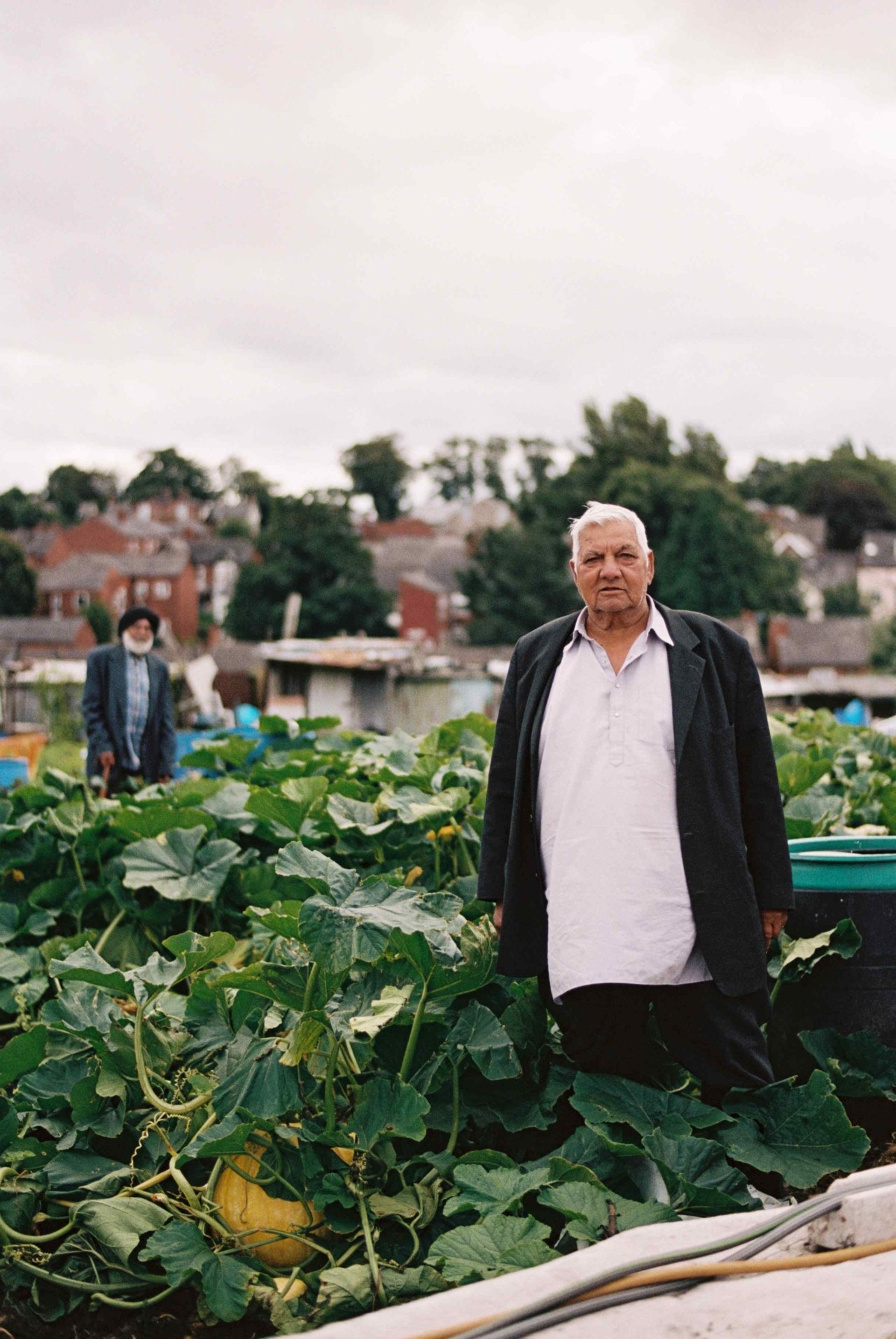 An older Punjabi Sikh farmer stands in a field of leafy green crops.