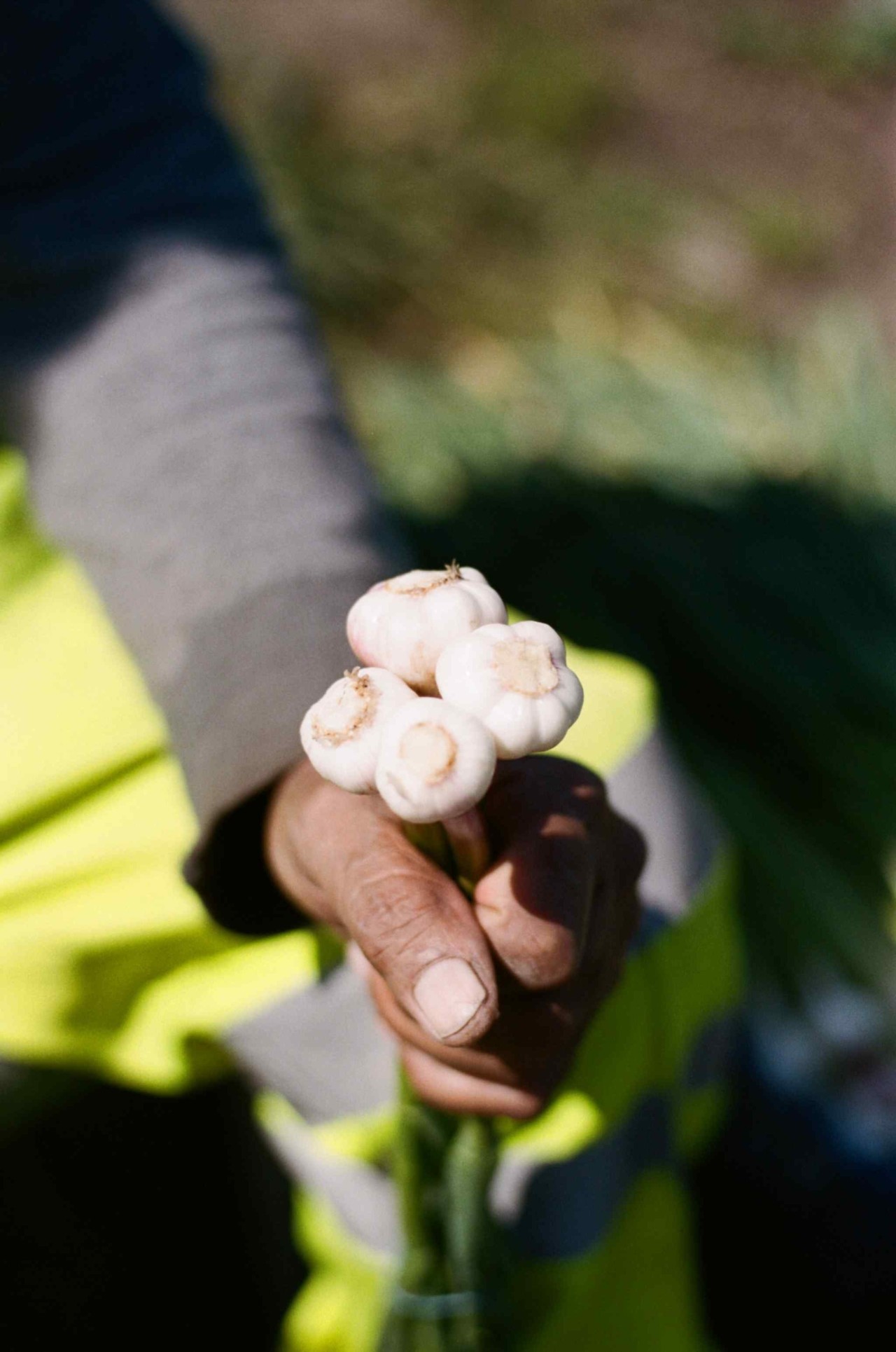 The hand of a Punjabi Sikh farmer grips onto a group of mushrooms.