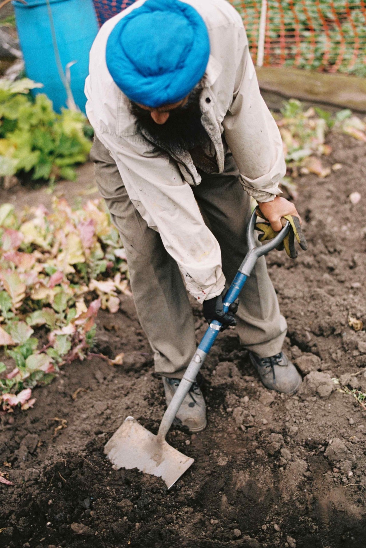 A Punjabi Sikh farmer shovels the soil on a farm.