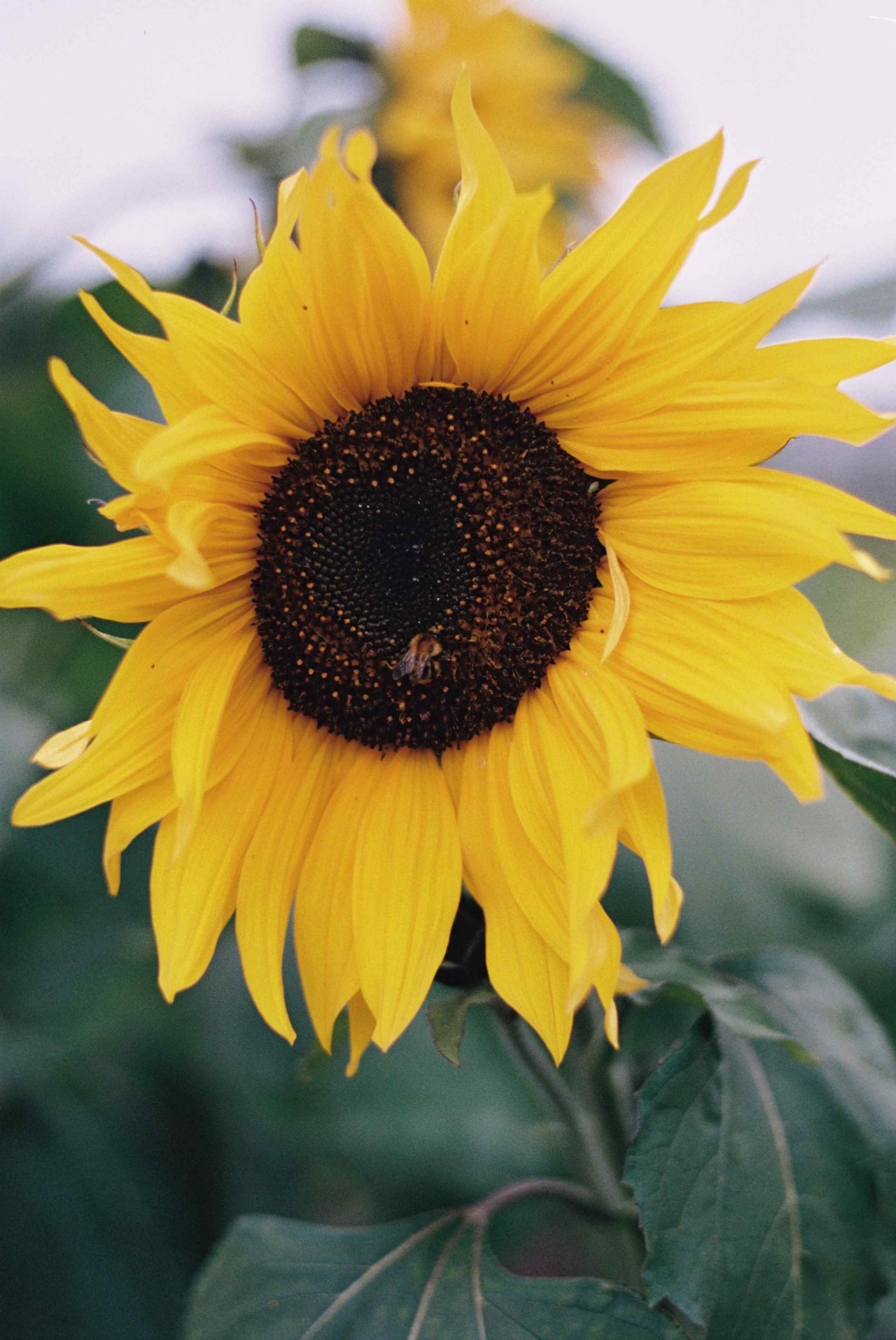 A close up of a bright yellow sunflower.