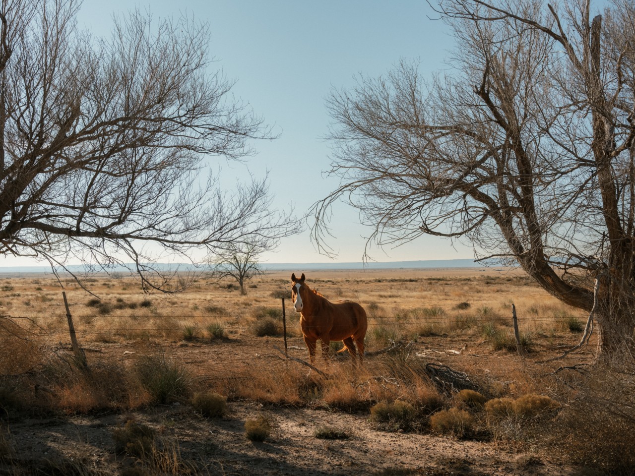 A brown and white horse standing between two barren trees in a field looks toward the camera.