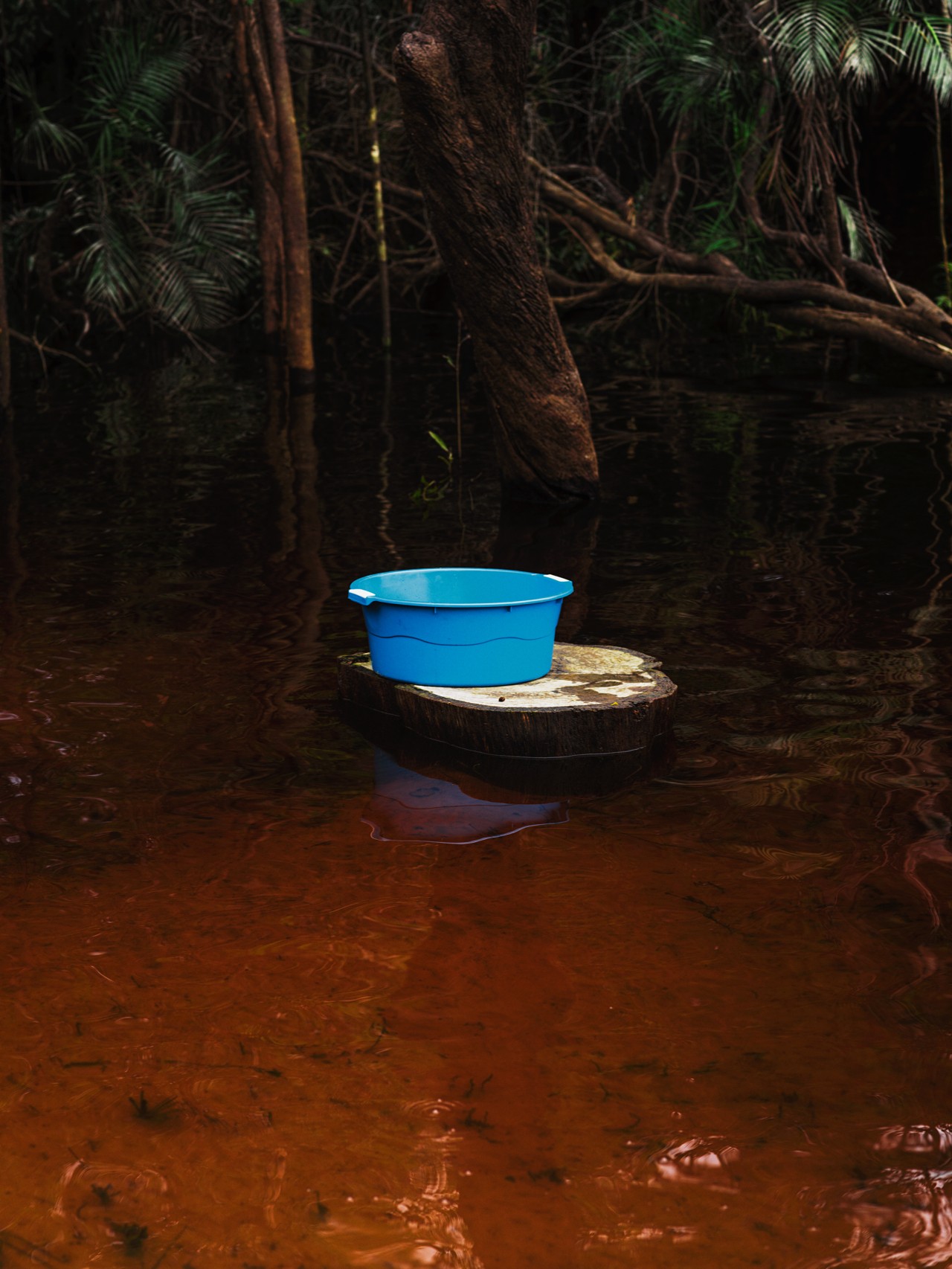 A shallow blue bucket rests on top of a rock in the middle of a murky swamp in the Amazon rainforest.
