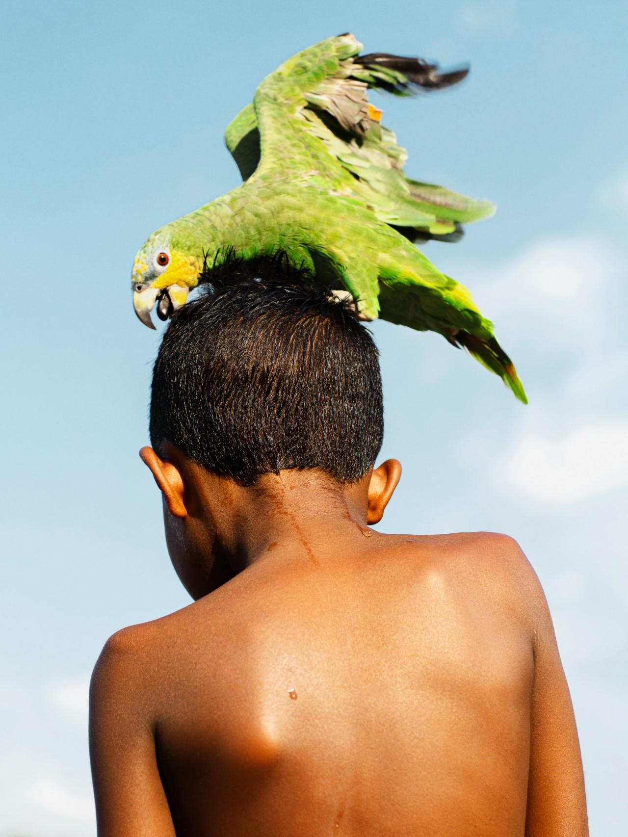 A young boy faces away from the camera with a green parrot perched atop his head.