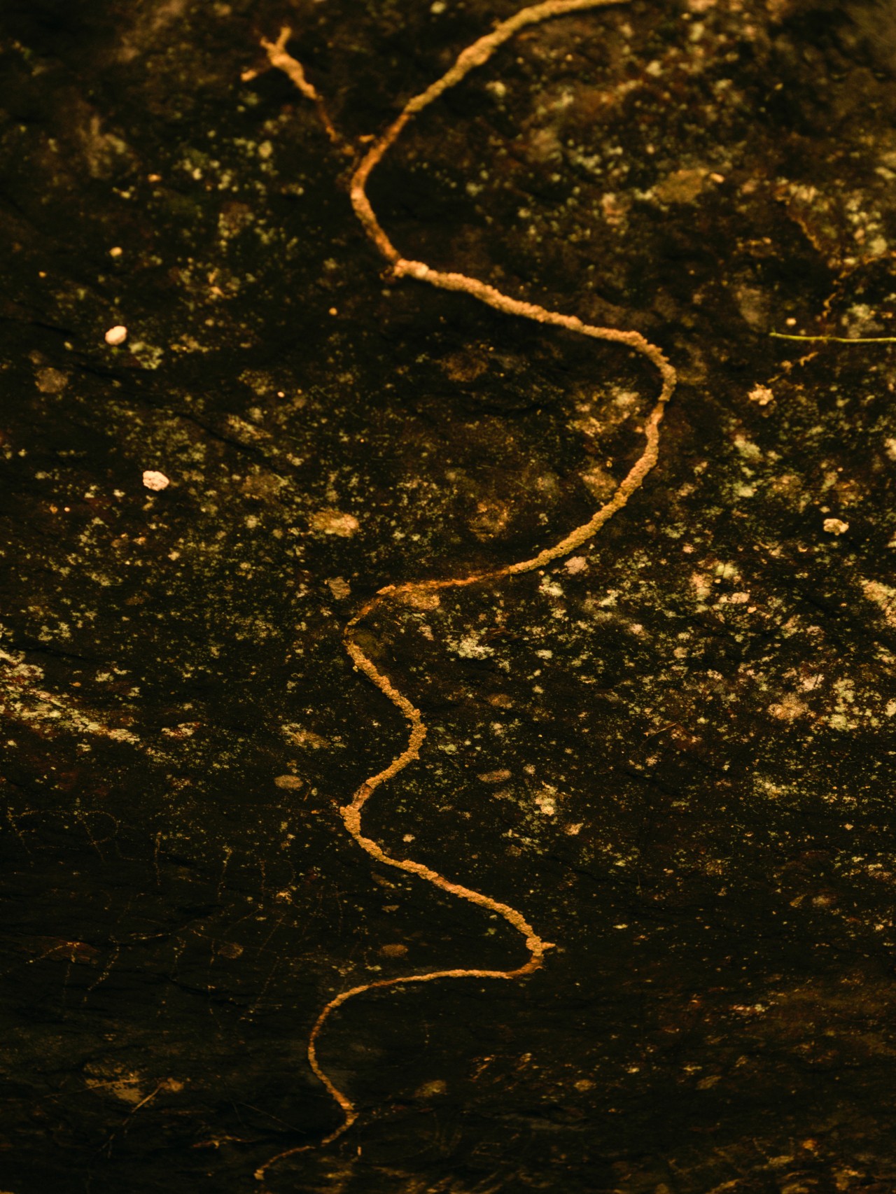 A windy thin plant root lies atop the dark grainy soil in the Amazon rainforest.
