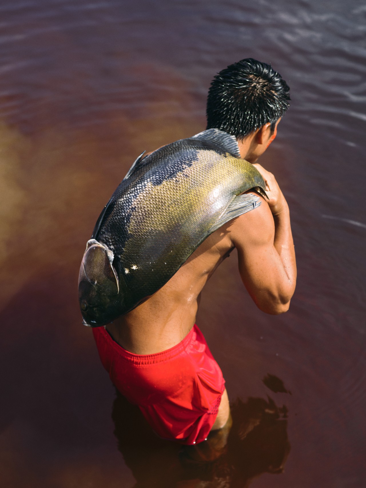 A man carries a large fish over his back as he wades in murky water in the Amazon rainforest.