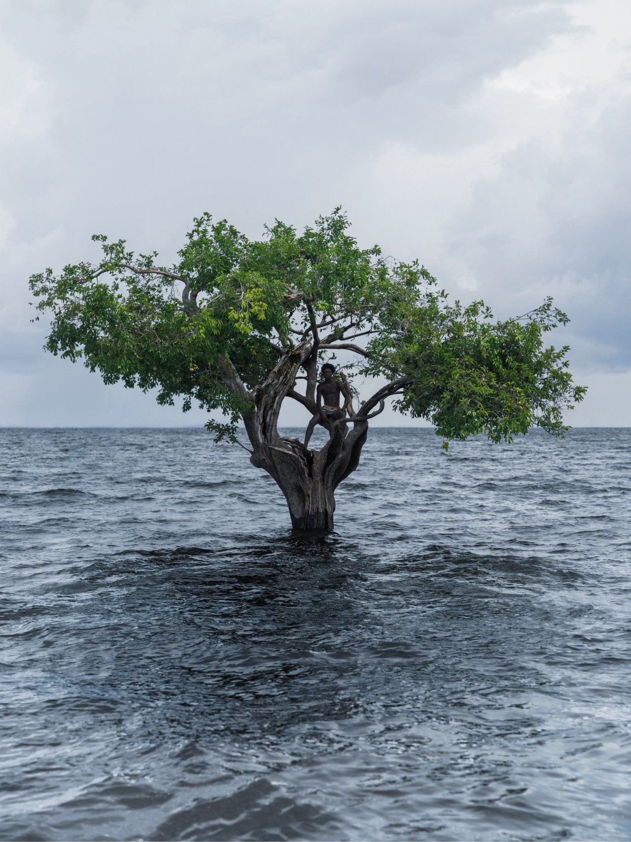 A tree is stands tall, with its bottom partially submerged beneath the ocean water. A person sits in its branches.