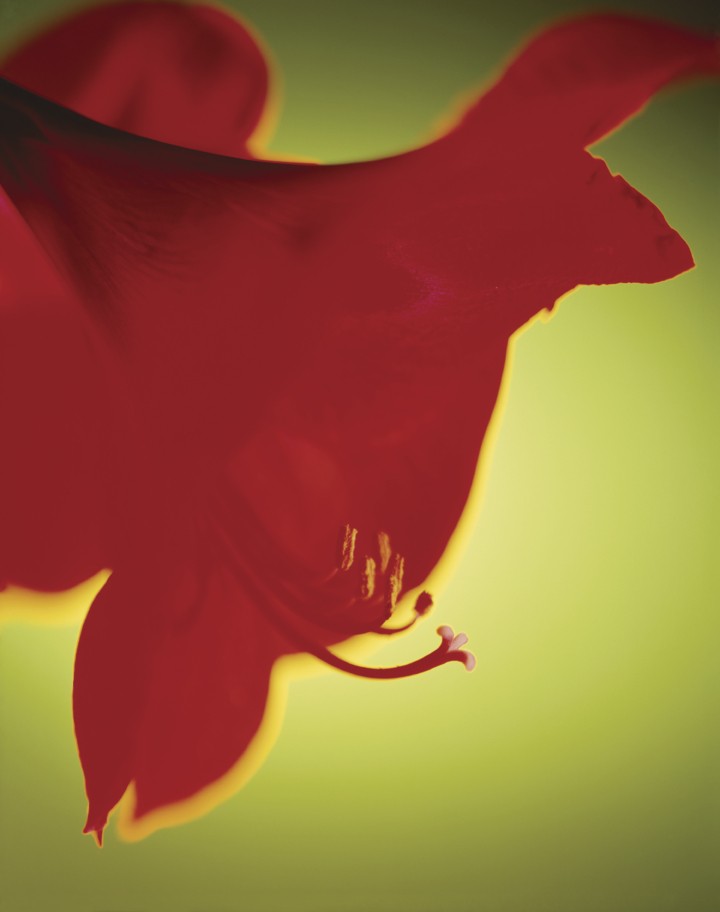 A close up of a red flower.