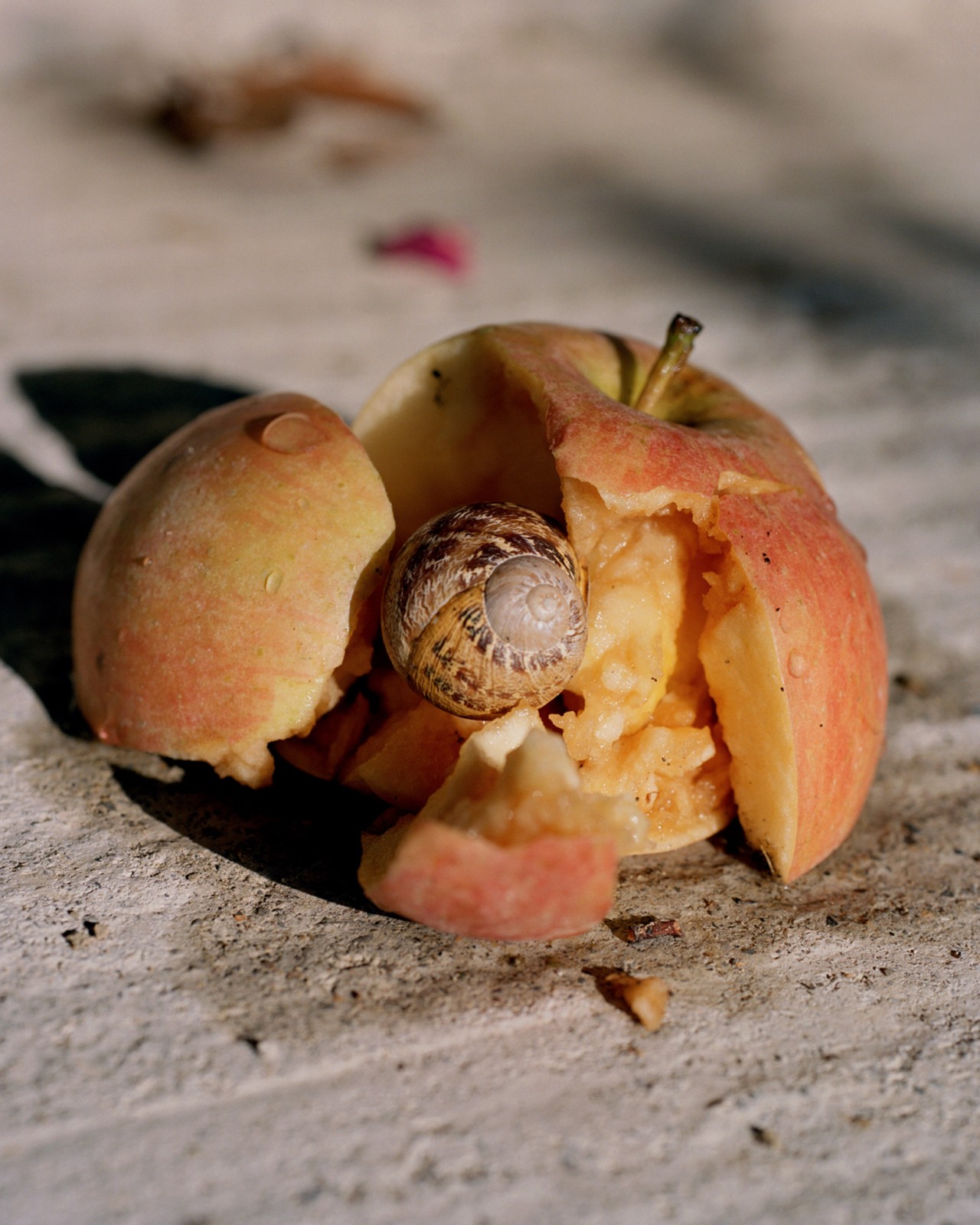 A snail is slithering on a crushed apple lying on the pavement.