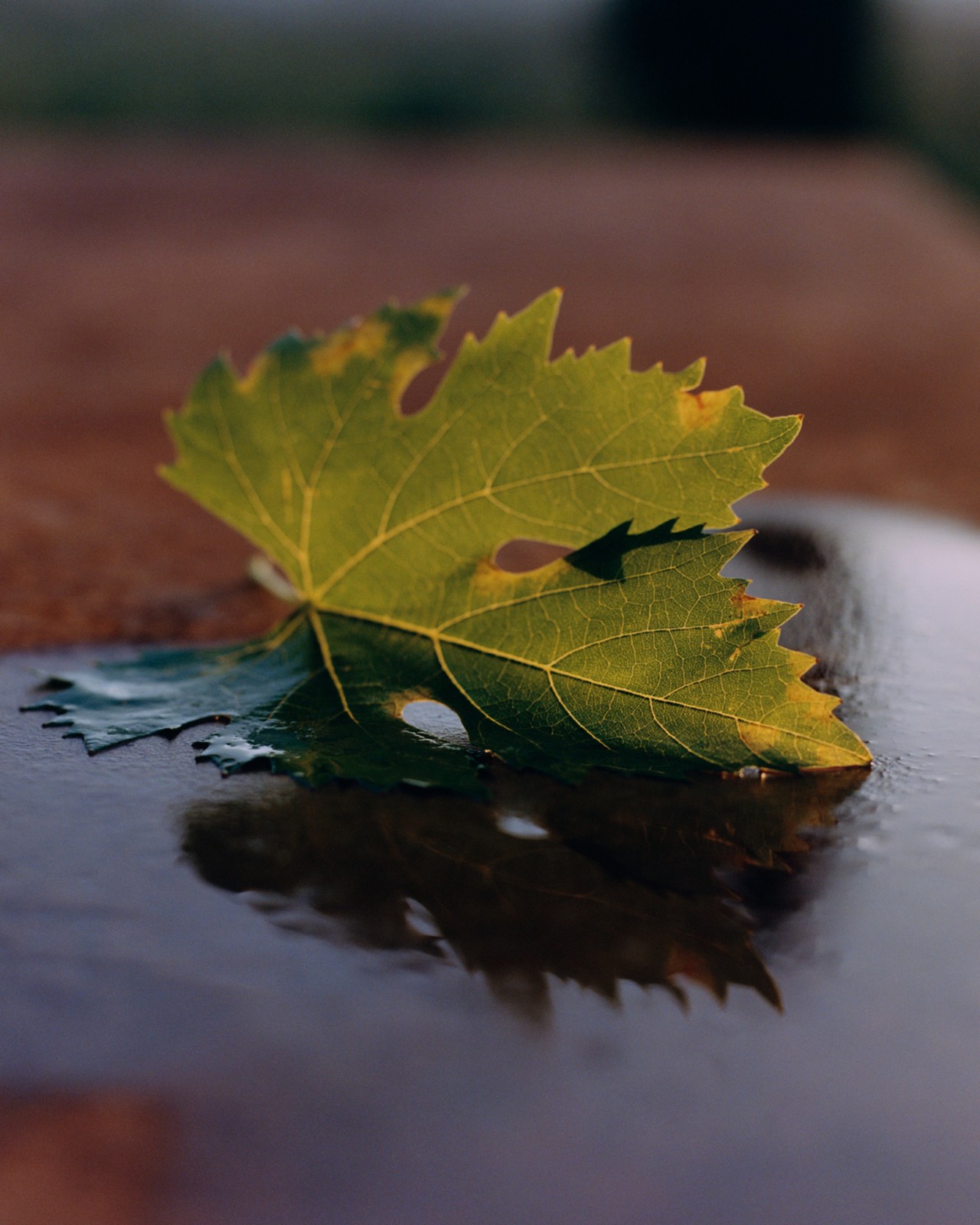 Half of a green leaf is facing up. The other half is soaking in a puddle of wine.