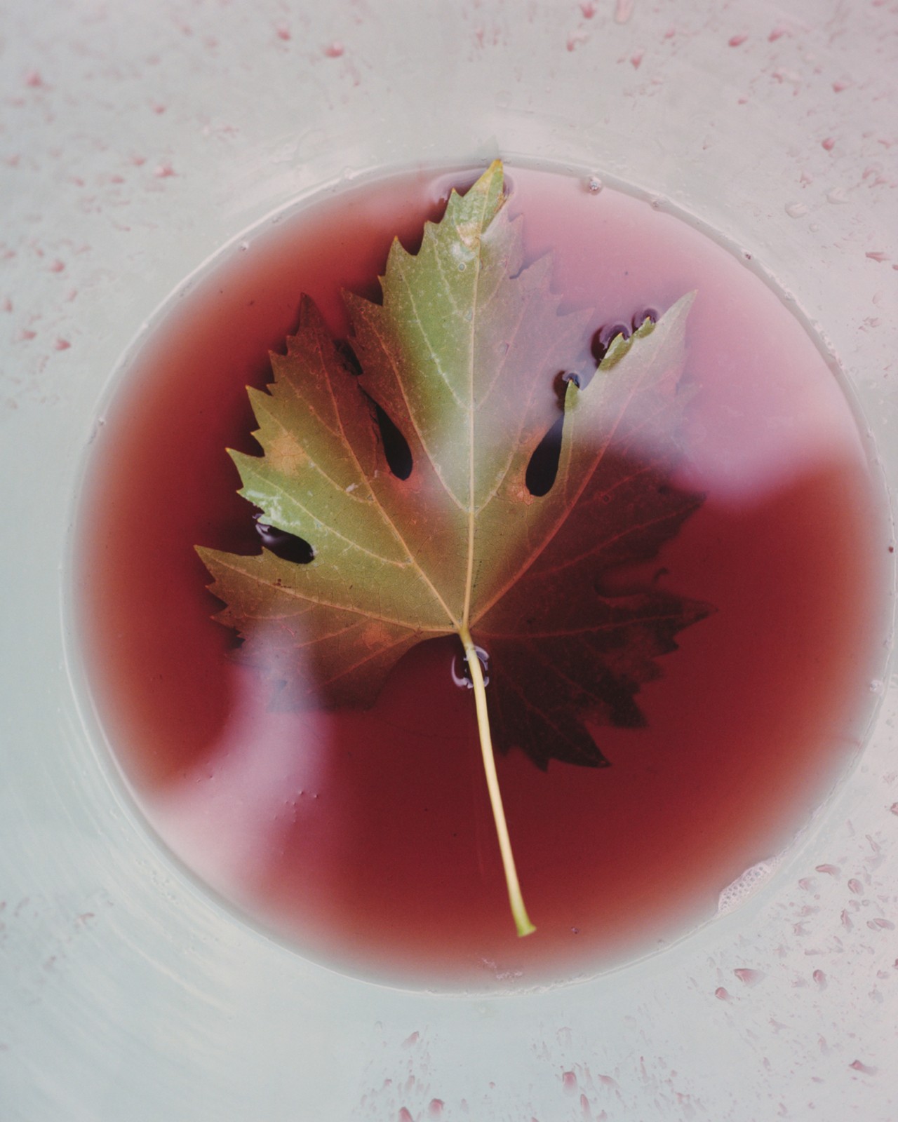 A maple lead soaks in a bowl of red wine.