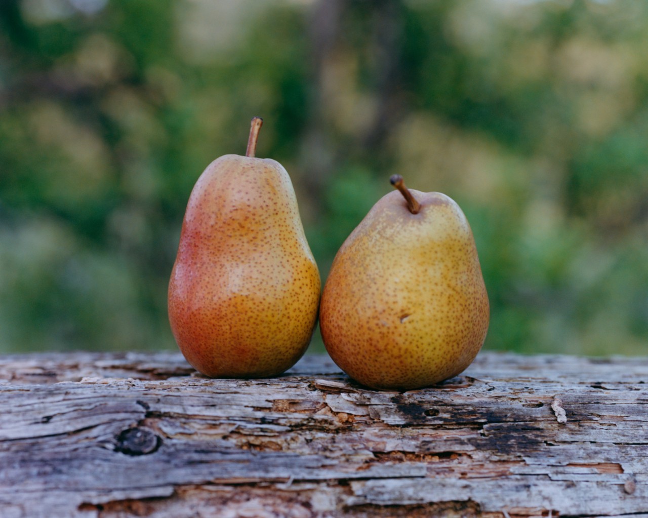 Two different sized pears sit right next to each other on a log.