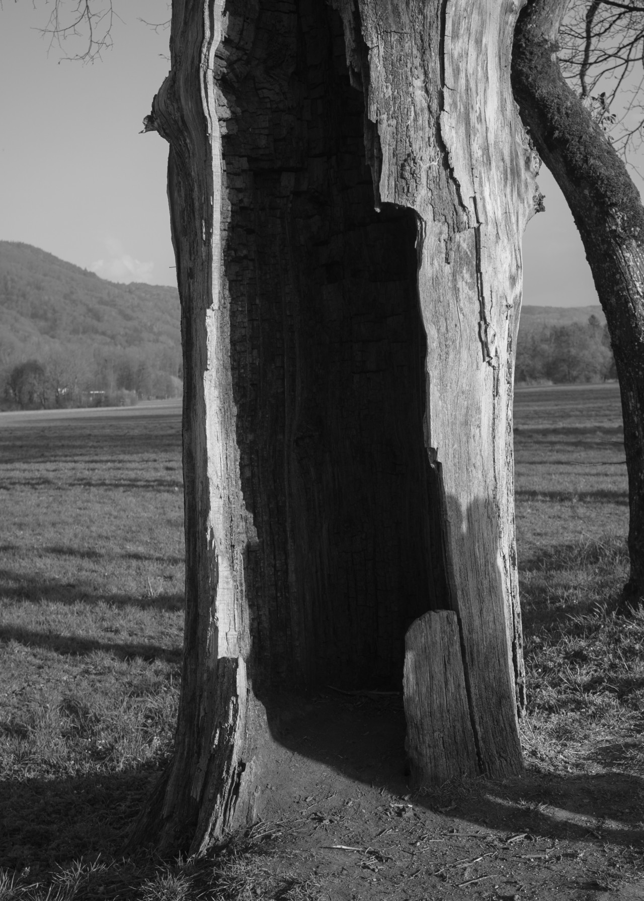 A hollowed out tree trunk stands in the middle of a field. The image is in black and white.