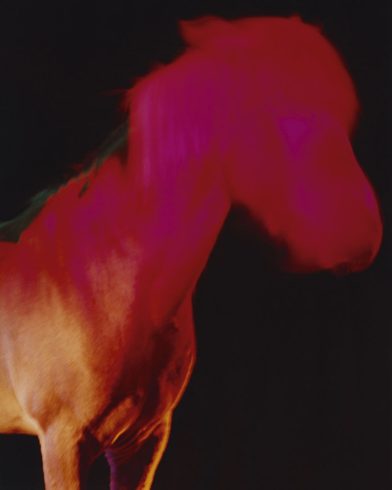 A bright red abstract horse looks forward.