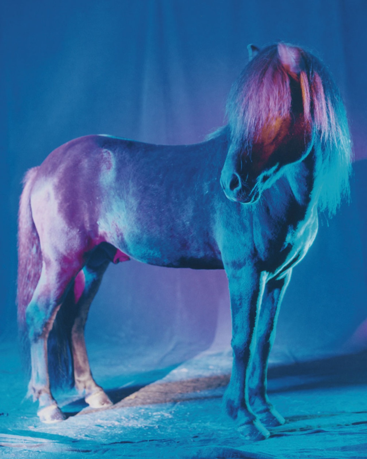 A blue and purple horse poses in a studio room.