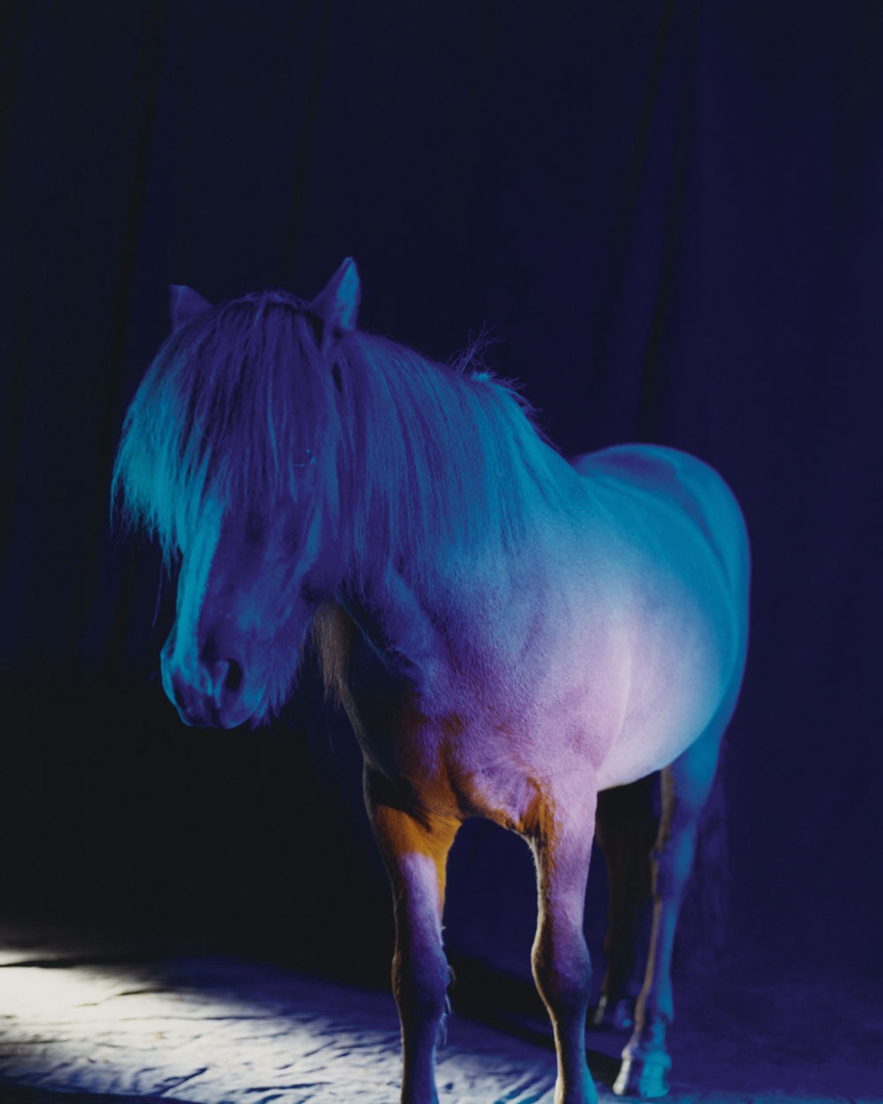 A horse with long hair covering its face stands in a room under dark purple and blue lighting.