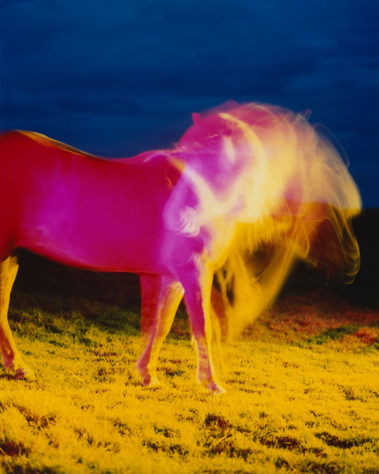 A bright pink horse shakes its head to cause a blur of motion while standing on the sand at the beach.
