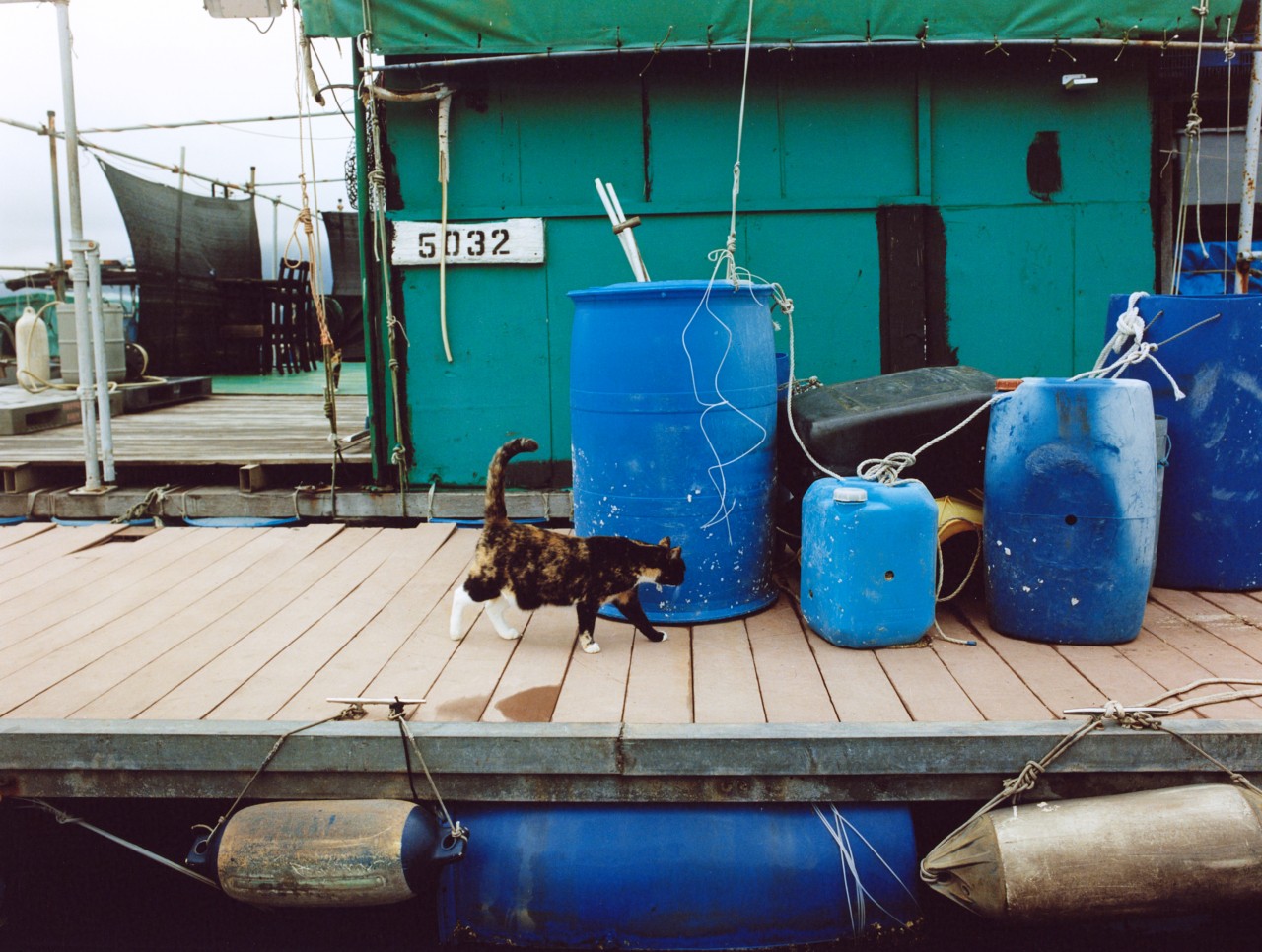 A cat walks along a dock with a blue shack.