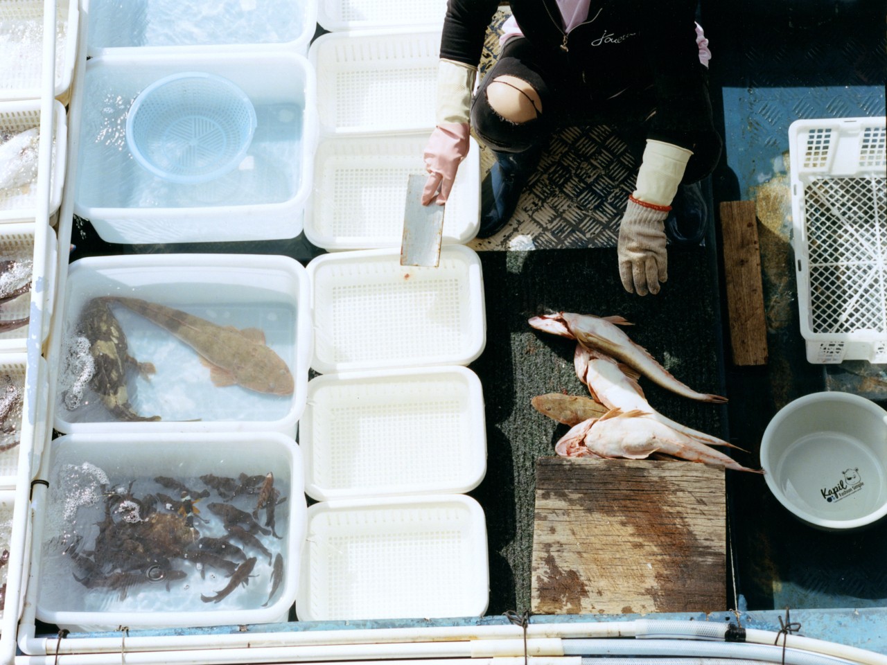 Several fish are lined up in white buckets in a Hong Kong village