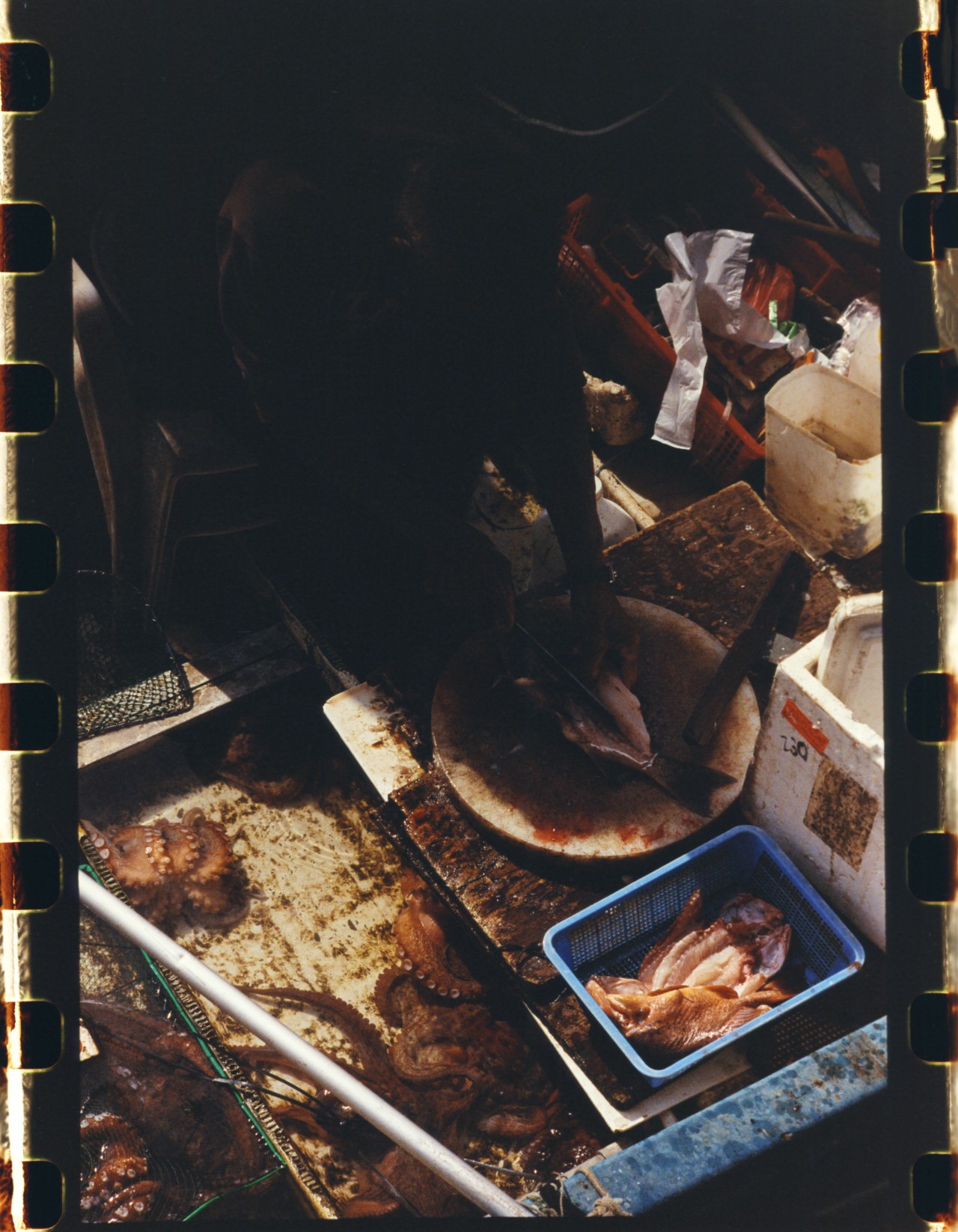 An array of aquatic life sits in buckets.