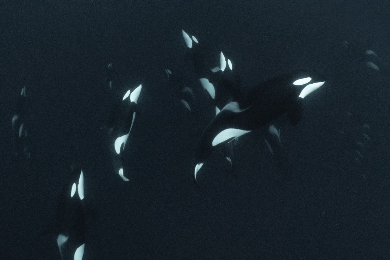 Punish Us, Orcas