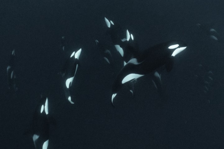 Punish Us, Orcas