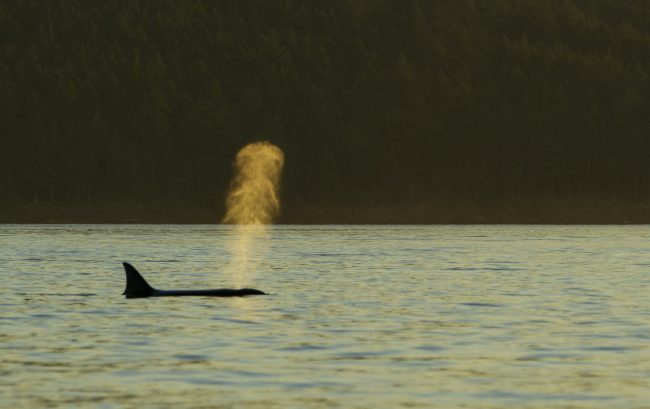 An orca partially reveals itself above the ocean's surface.