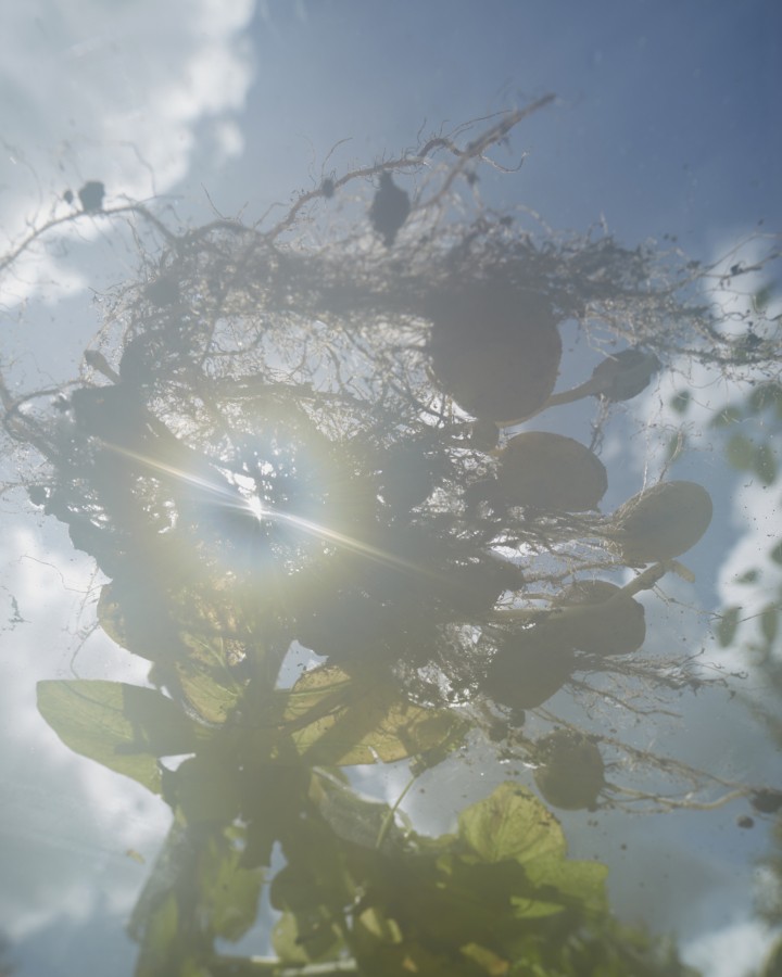 The sun peeks through an upwards facing shot of plant.